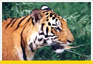 Wildlife Tour in Karnataka