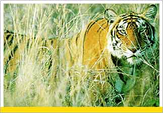 Sunderbans,Tours from Kolkata,India