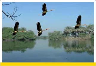 Tour to Keoladeo National Park,Wildlife Tour