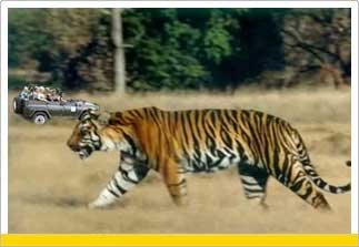 Tour to Ranthambore