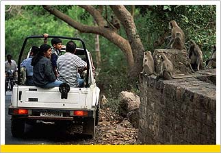 Tour to Ranthambore