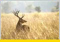 Banjaar Tola, Kanha National Park