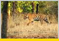 Taj Safari Lodges